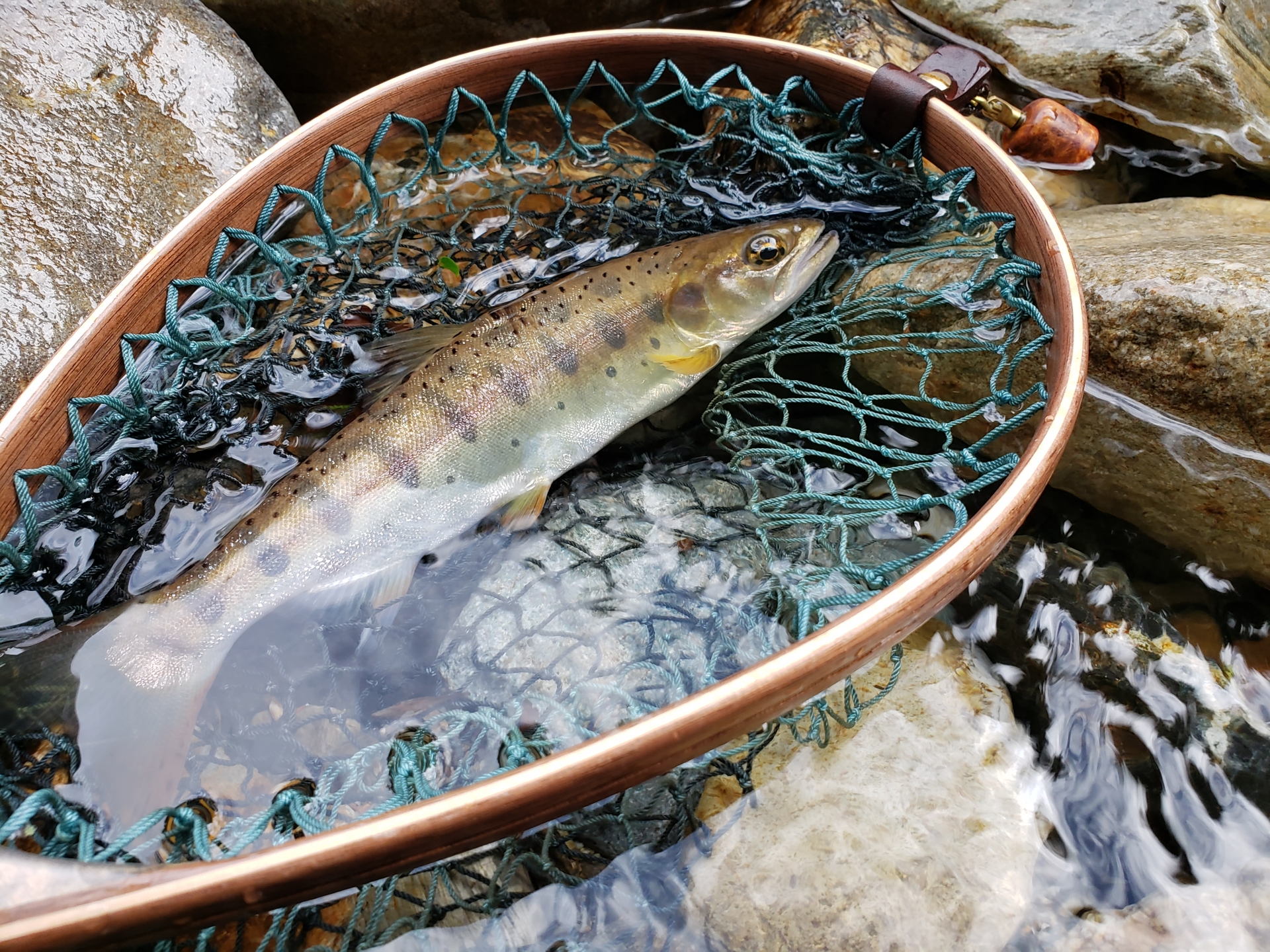 フライのシーン